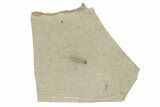 Fossil True Bug (Hemiptera) - Green River Formation, Colorado #250725-1